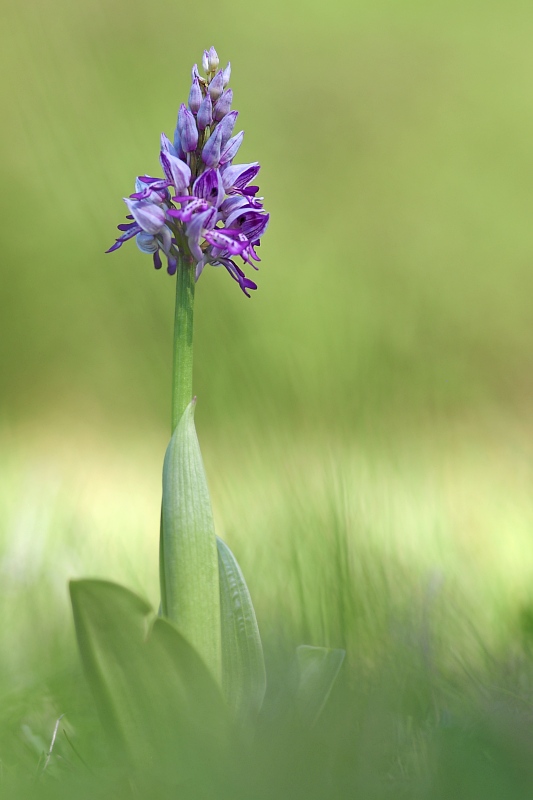 Unsere heimischen Orchideen: Helmknabenkraut