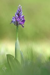 Unsere heimischen Orchideen: Helmknabenkraut