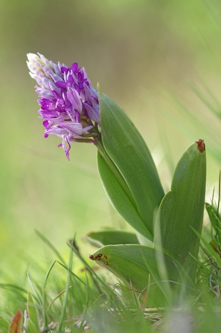 Unsere heimischen Orchideen: Helmknabenkraut