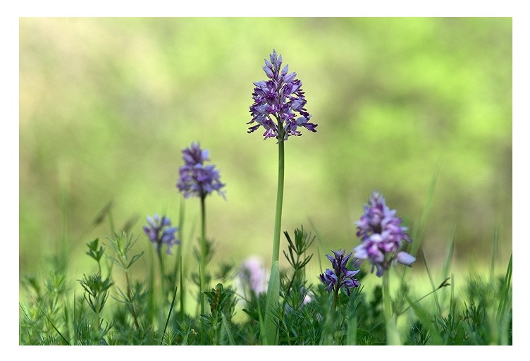 Unsere heimischen Orchideen: Helmknabenkraut