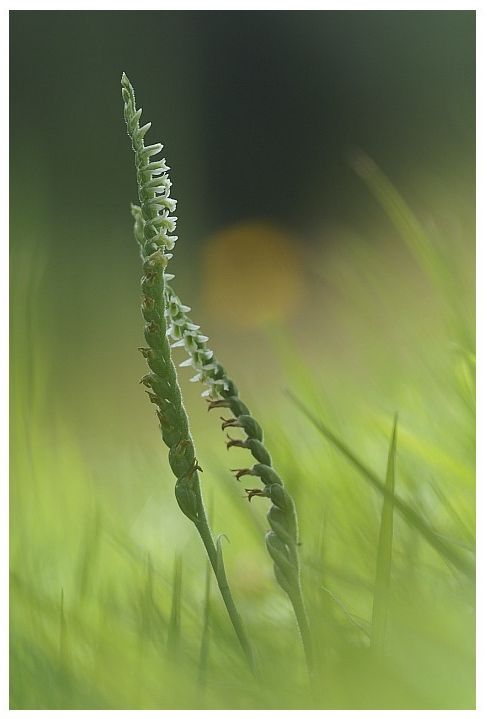 Unsere heimischen Orchideen: Herbstwendelorchis