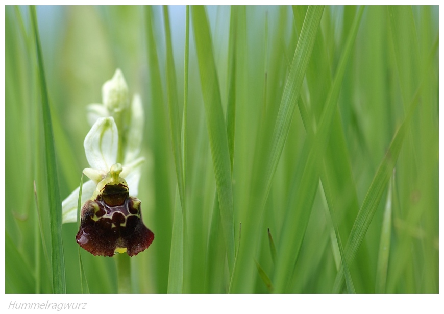 Unsere heimischen Orchideen: Hummelragwurz