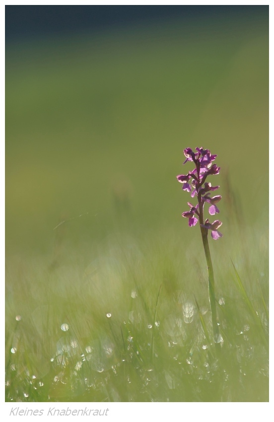 Unsere heimischen Orchideen: Kleines Knabenkraut