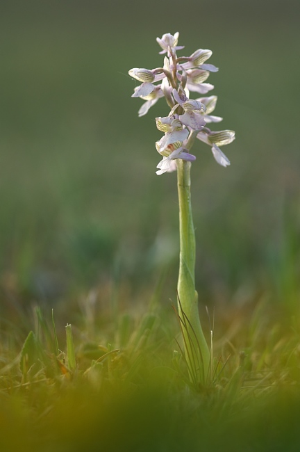Unsere heimischen Orchideen: Kleines Knabenkraut , helle Variantion