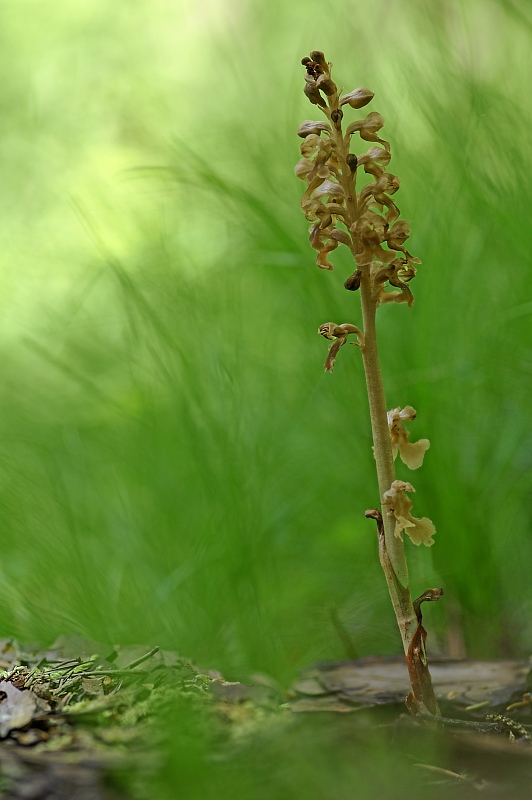 Unsere heimischen Orchideen: Nestwurz