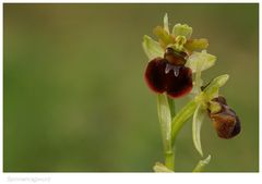 Unsere heimischen Orchideen: Spinnenragwurz