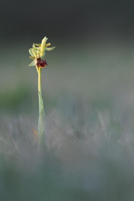 Unsere heimischen Orchideen: Spinnenragwurz