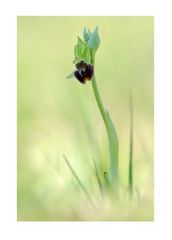 Unsere heimischen Orchideen: Spinnenragwurz