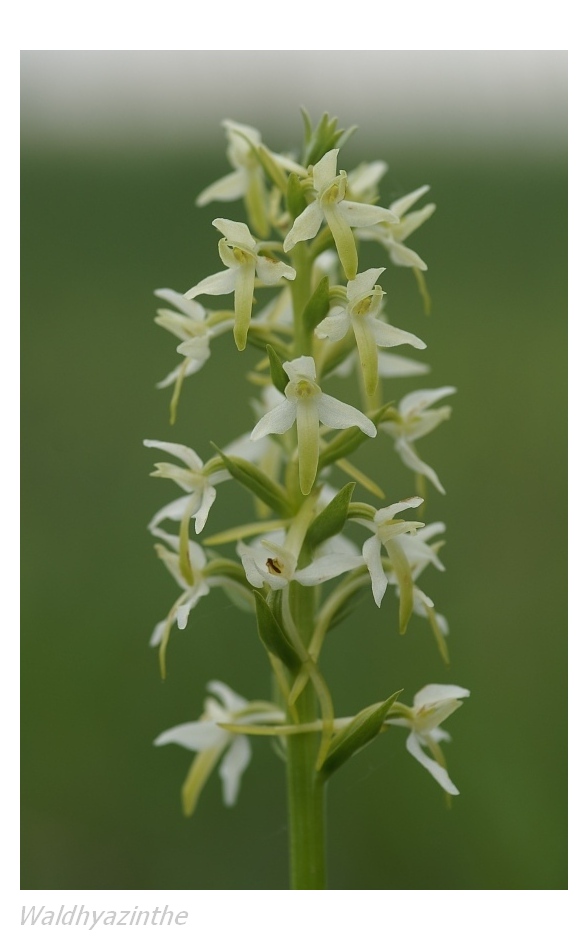 Unsere heimischen Orchideen: Waldhyazinthe