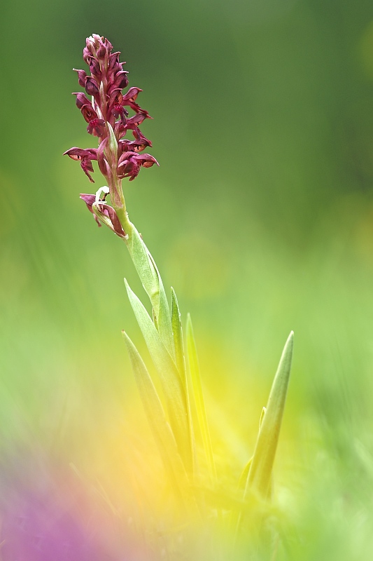 Unsere heimischen Orchideen: Wanzenknabenkraut