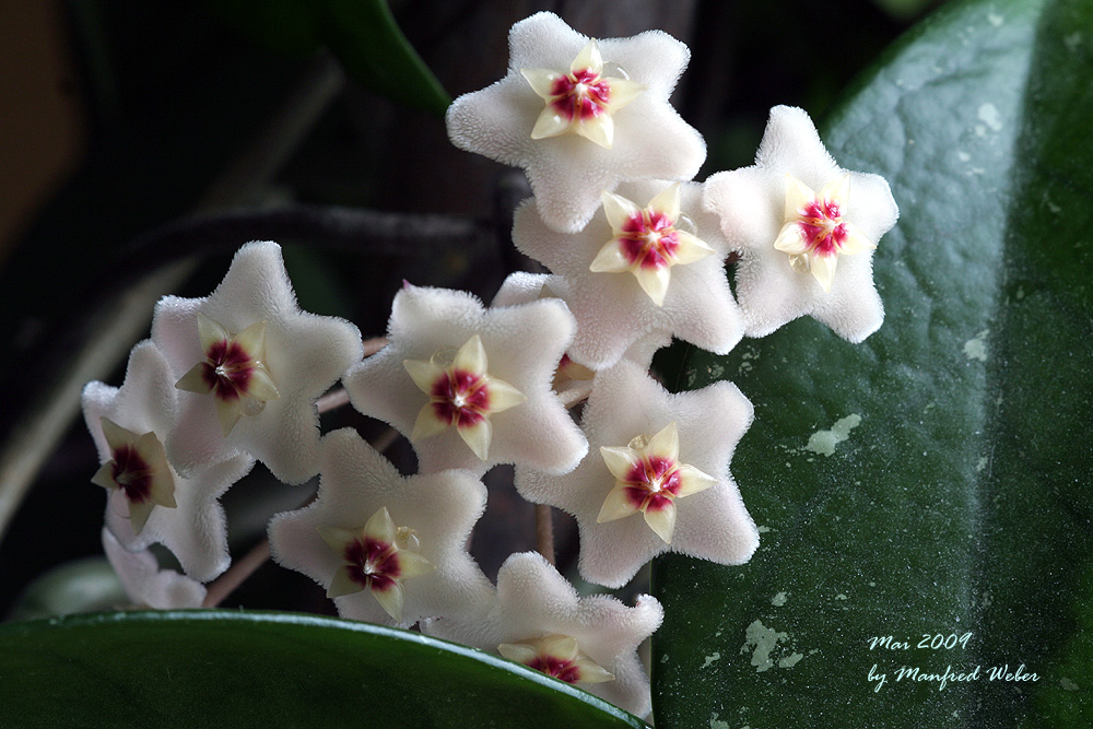 unsere Hoya Carnosa blüht mal wieder ...