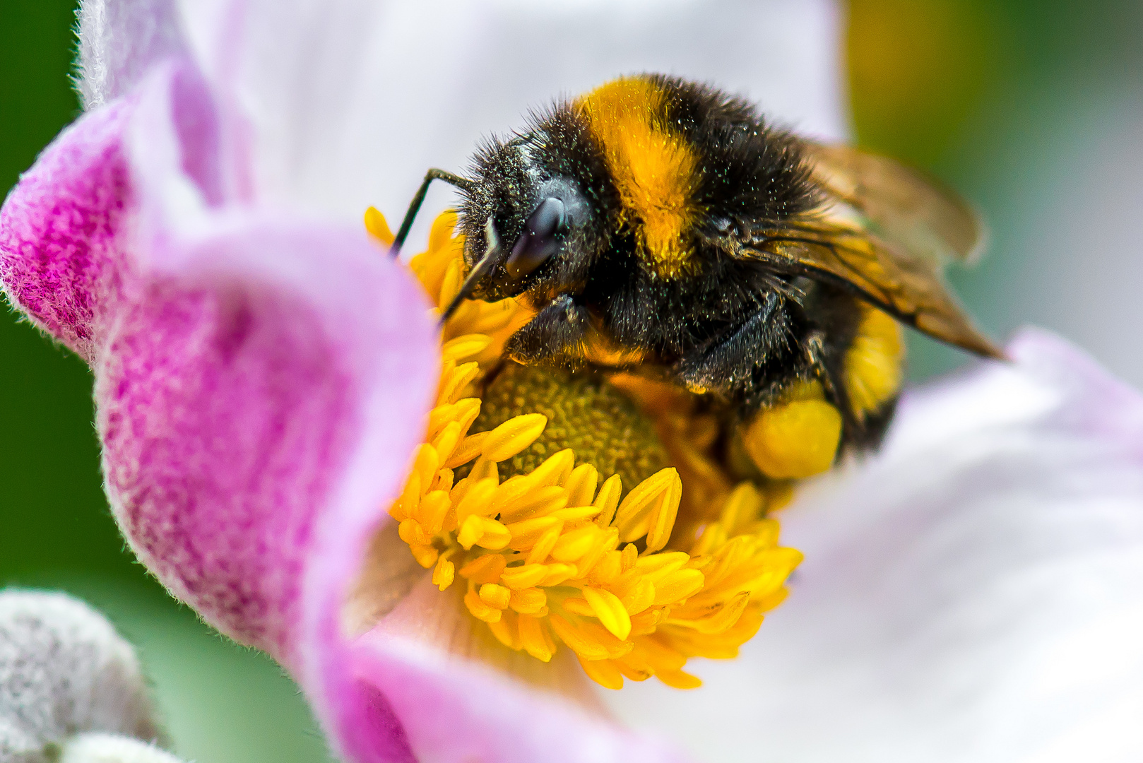 Unsere Hummel vom Dienst