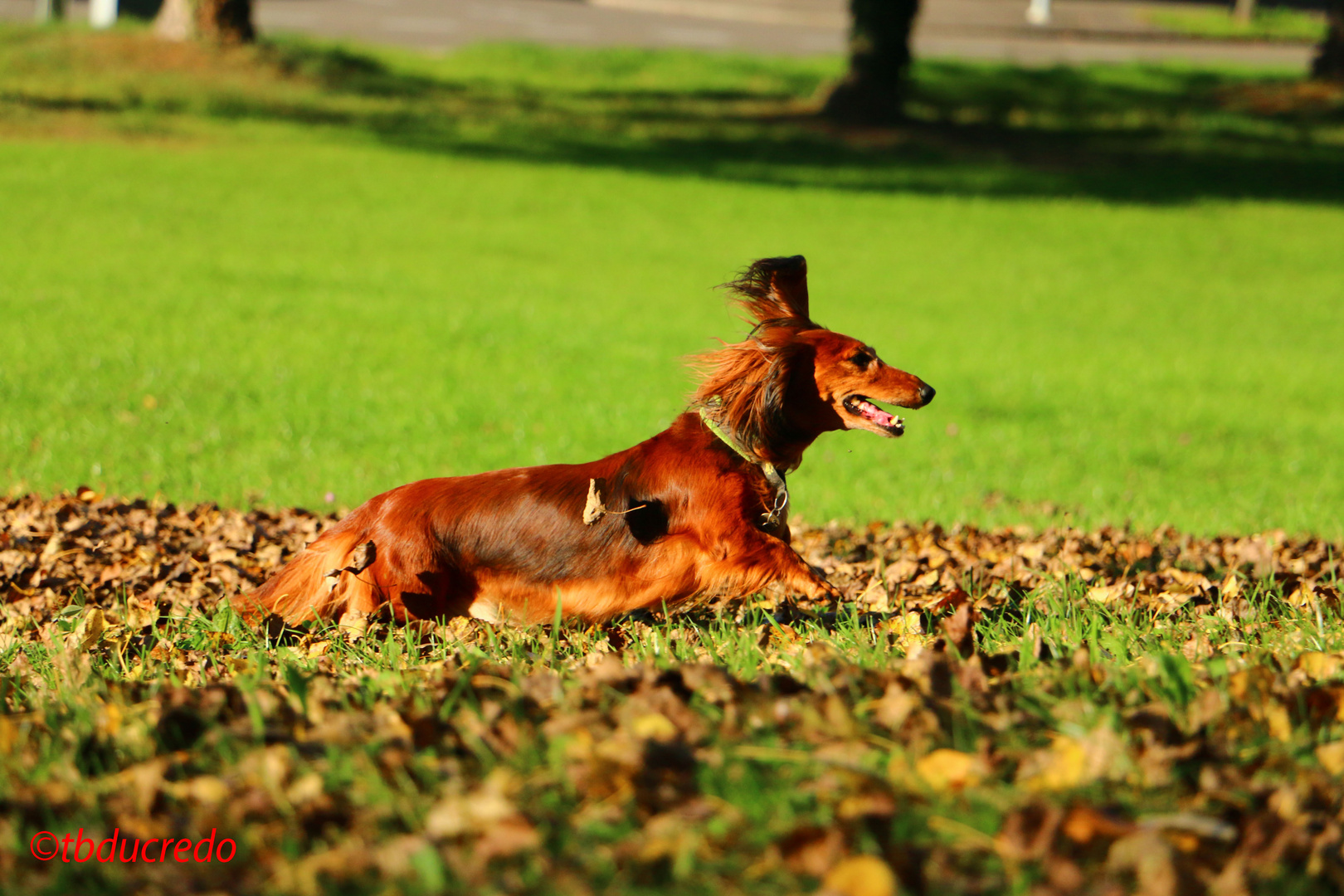 Unsere Hunde 20