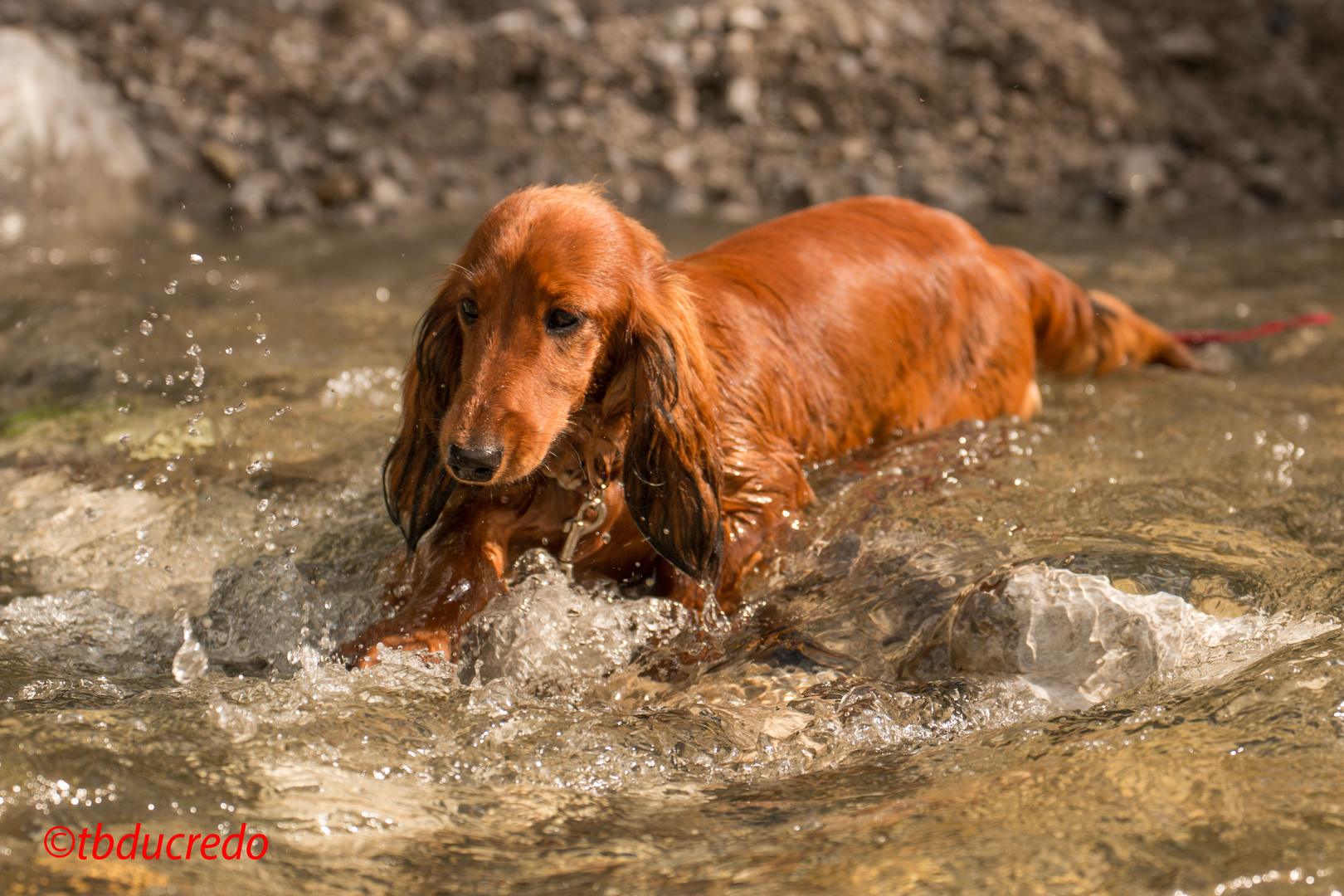 Unsere Hunde 22