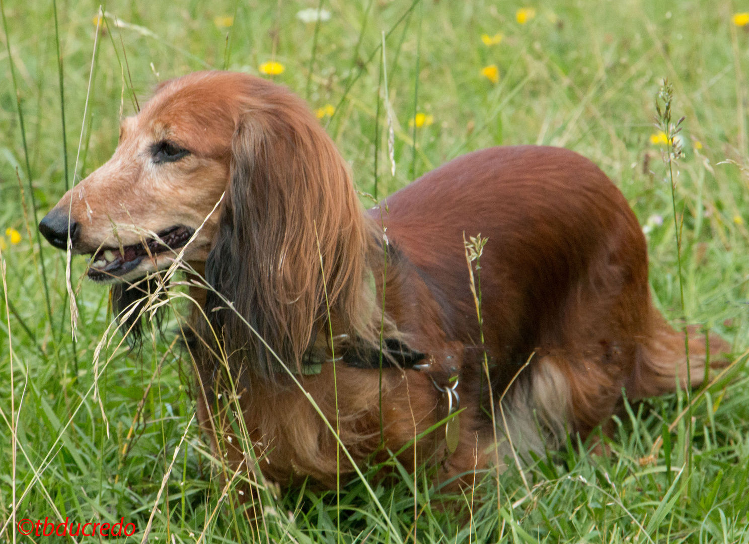 Unsere Hunde 23