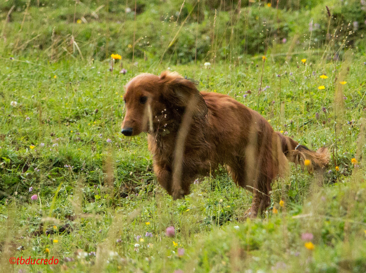 Unsere Hunde 24