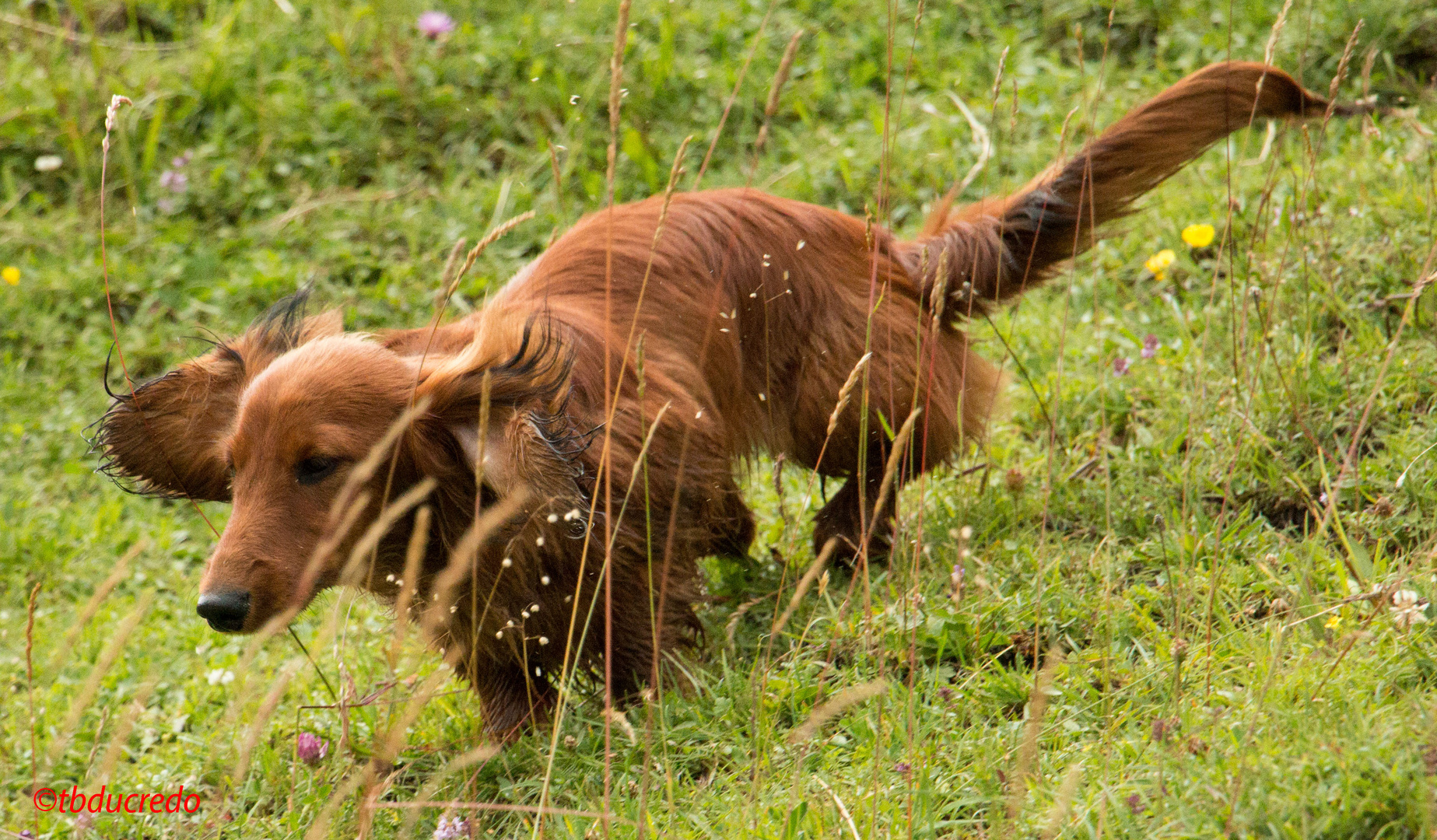 Unsere Hunde 25