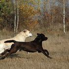 Unsere Hunde beim gemeinsamen Spiel