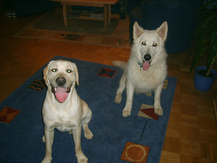 Unsere Hunde Benny und Wolf
