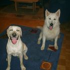 Unsere Hunde Benny und Wolf