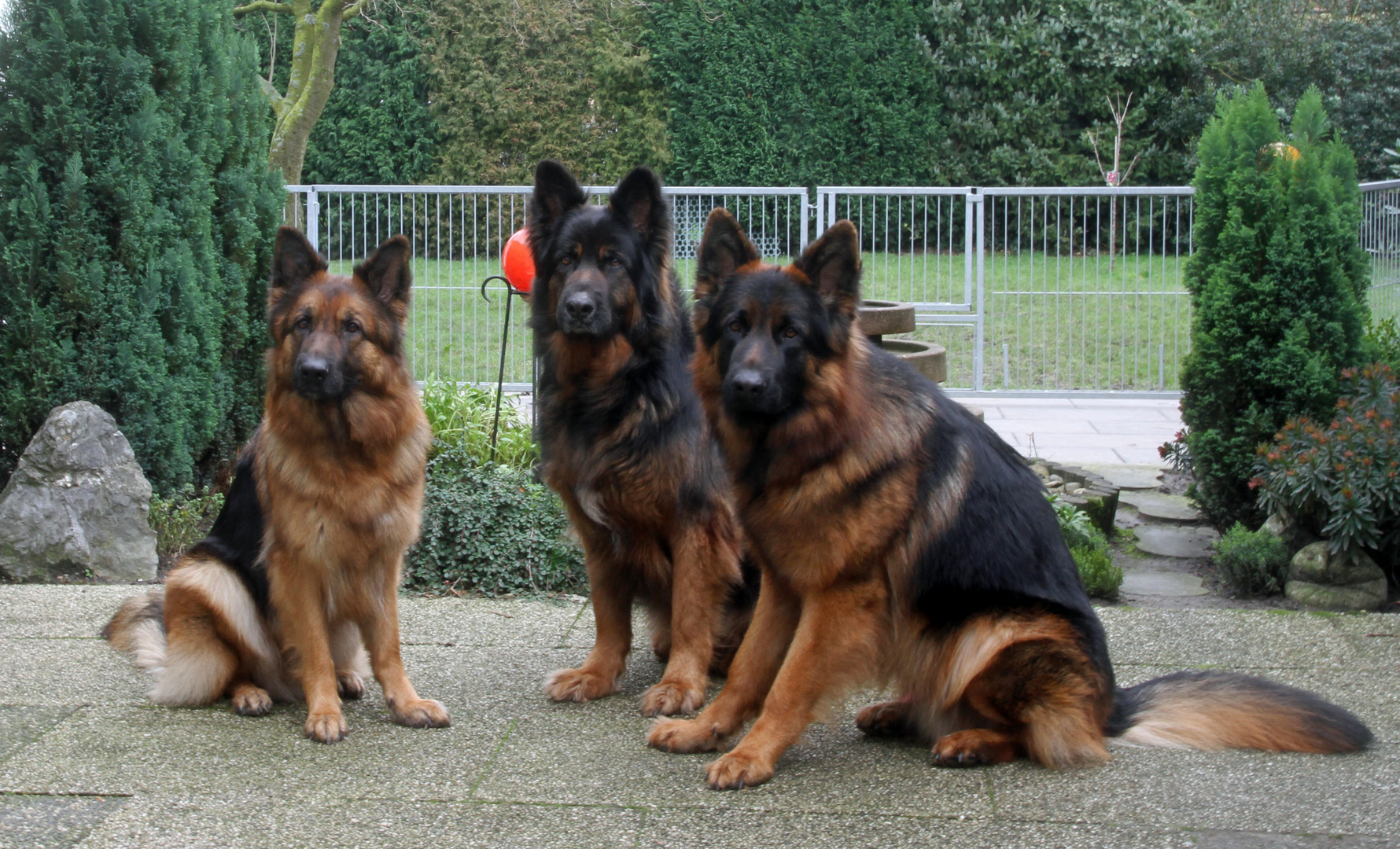 Unsere Hundebande