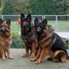 Unsere Hundebande