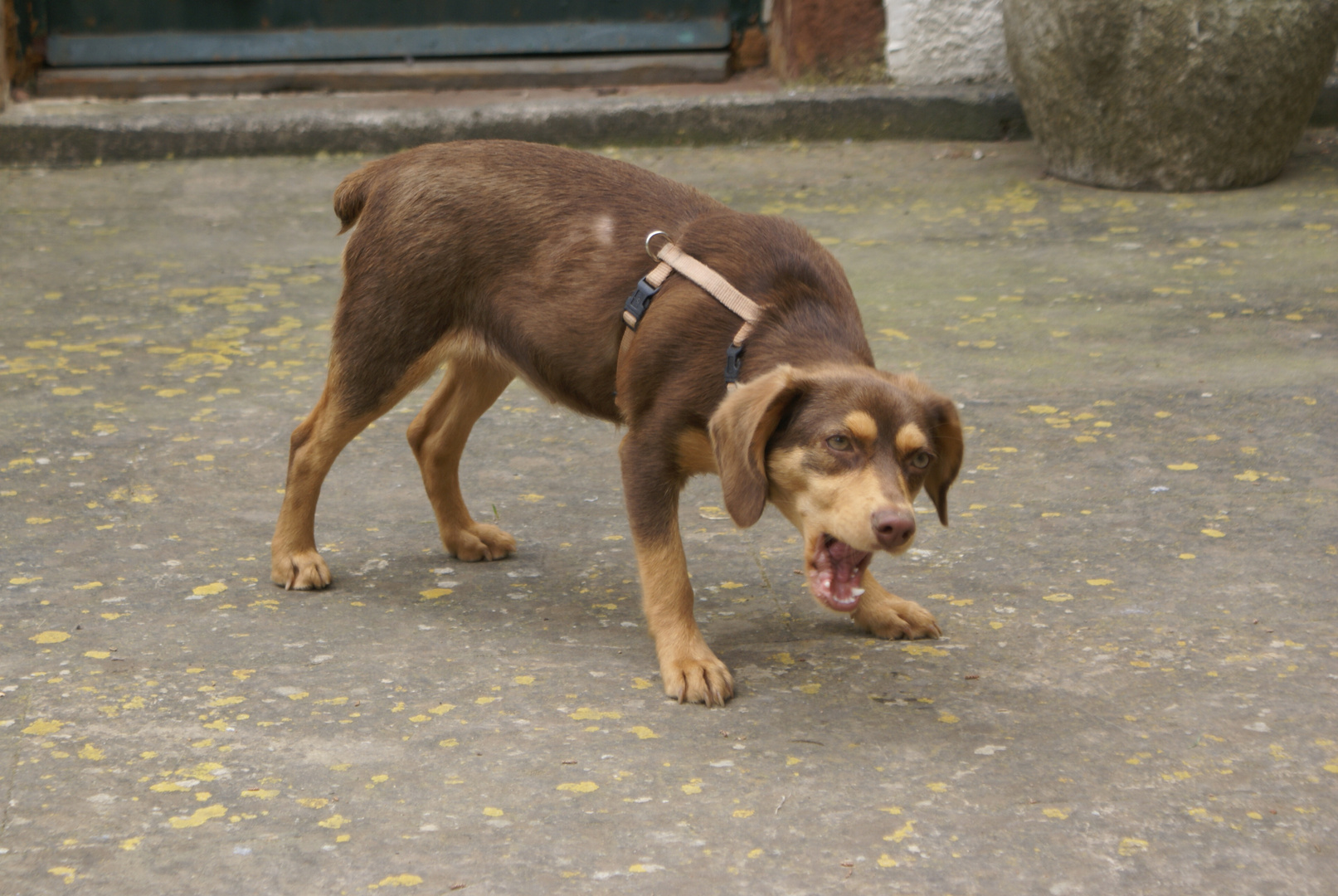 unsere Hundedame Toby