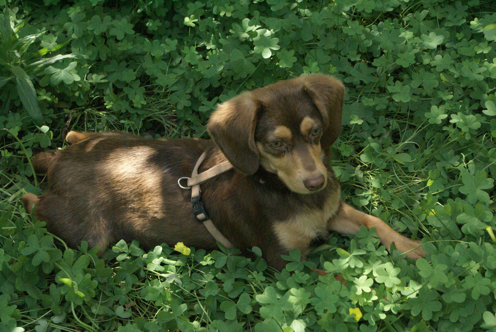 unsere Hundedame Toby