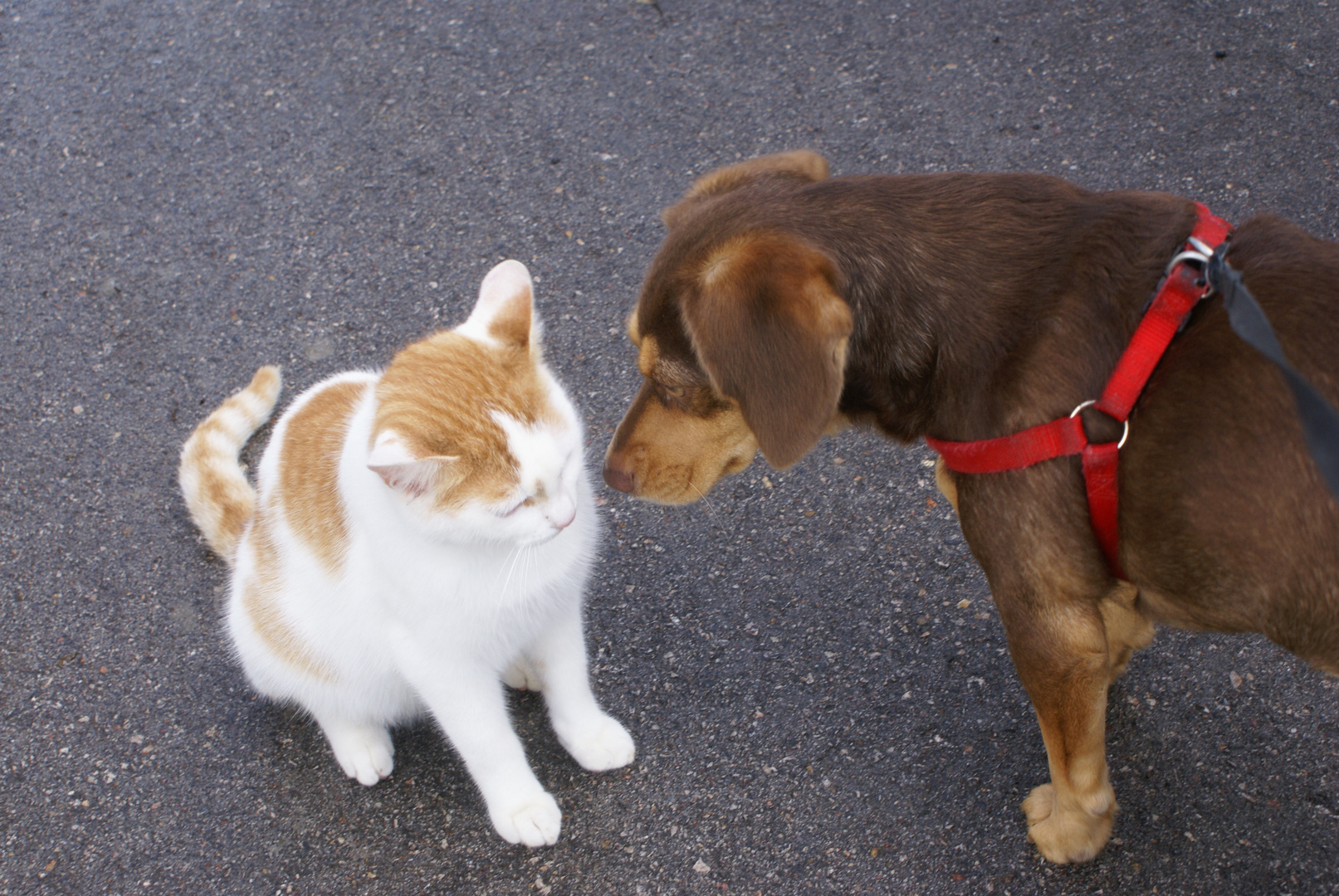 unsere Hundedame Toby begrüßt Nachbar's Katze