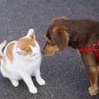 unsere Hundedame Toby begrüßt Nachbar's Katze