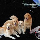 Unsere Hundefamilie in > SciFi SpaceArt < :-)