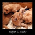 Unsere Hundekinder