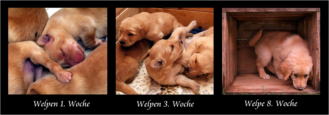 Unsere Hundekinder