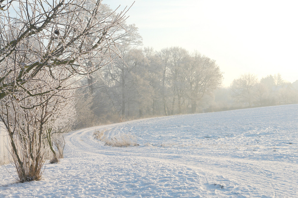 ... unsere Hundewiese