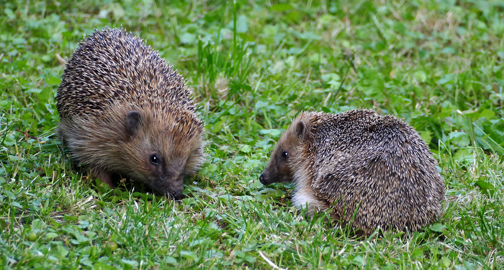 unsere Igel 