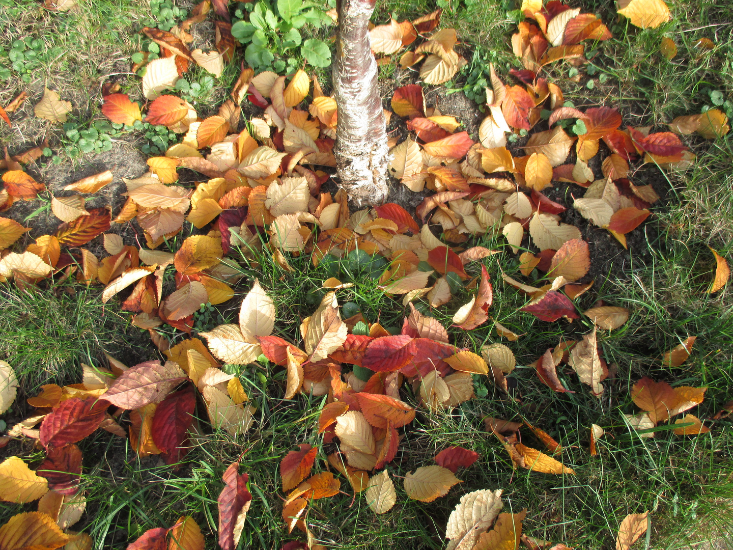 Unsere japanische Winterkirsche im Garten herbstelt