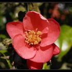 Unsere Japanische Zierquitte (Chaenomeles japonica) blüht wieder