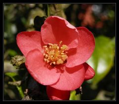 Unsere Japanische Zierquitte (Chaenomeles japonica) blüht wieder