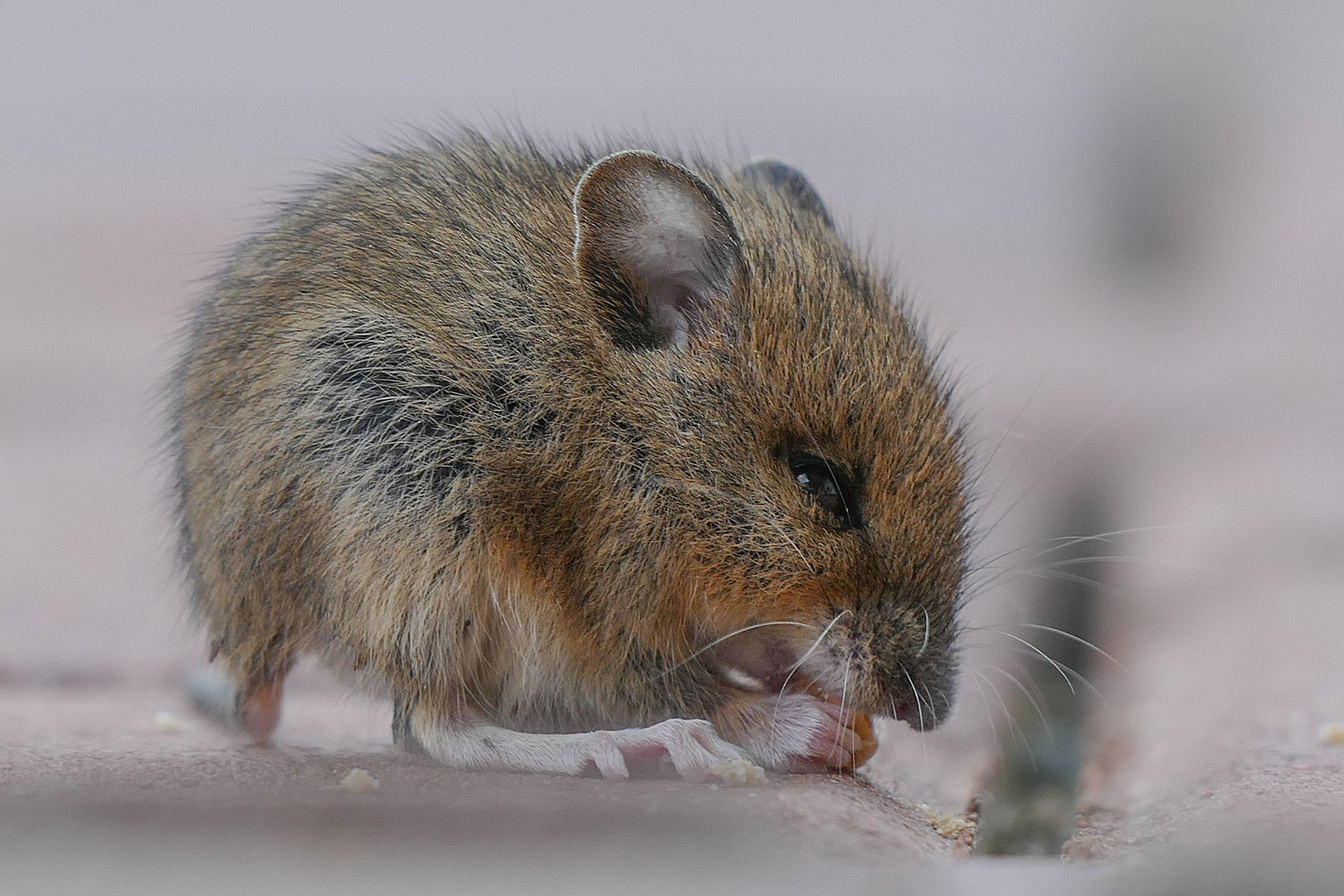 Unsere junge Hausmaus