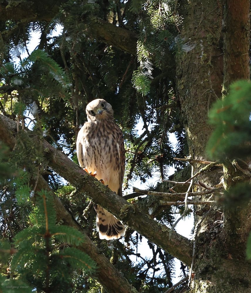 unsere Jungfalken von Juli 2023