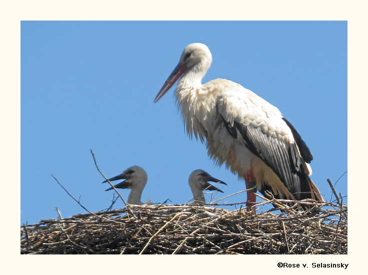 Unsere Jungstörche am Heppenheimer Vogelpark