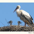 Unsere Jungstörche am Heppenheimer Vogelpark