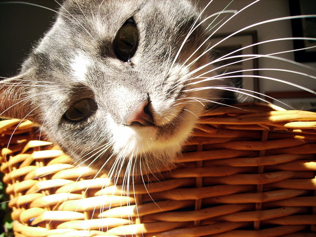 unsere Katze Berta