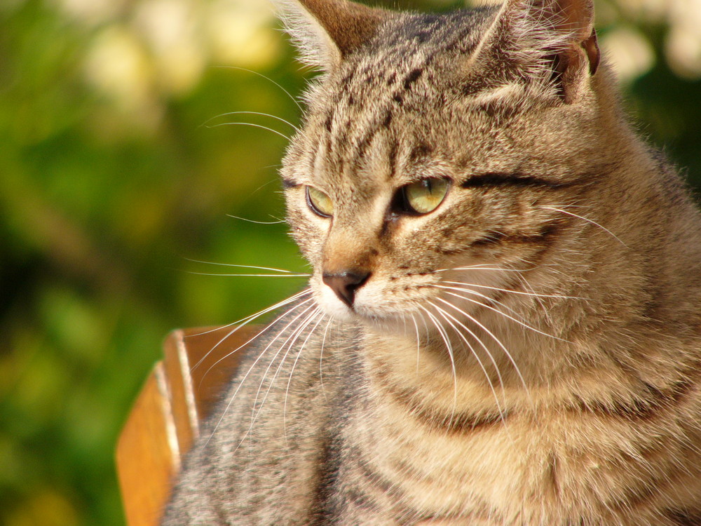 unsere Katze: eine tibetanische Wiedergeburt