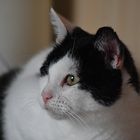 Unsere Katze Gina