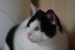 Unsere Katze Gina