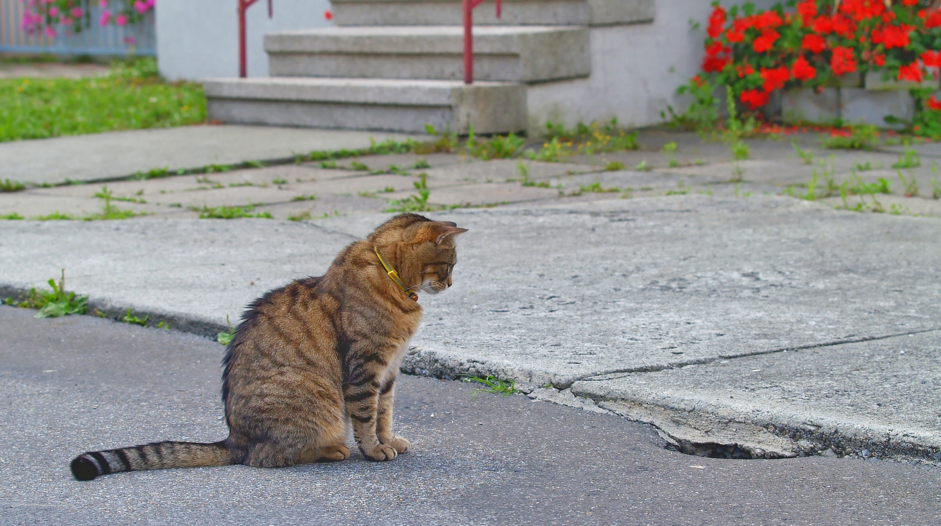 Unsere Katze hat Geduld...