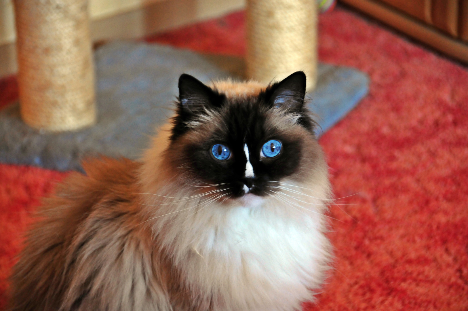 Unsere Katze Hilde (Rasse Ragdoll)