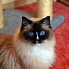 Unsere Katze Hilde (Rasse Ragdoll)