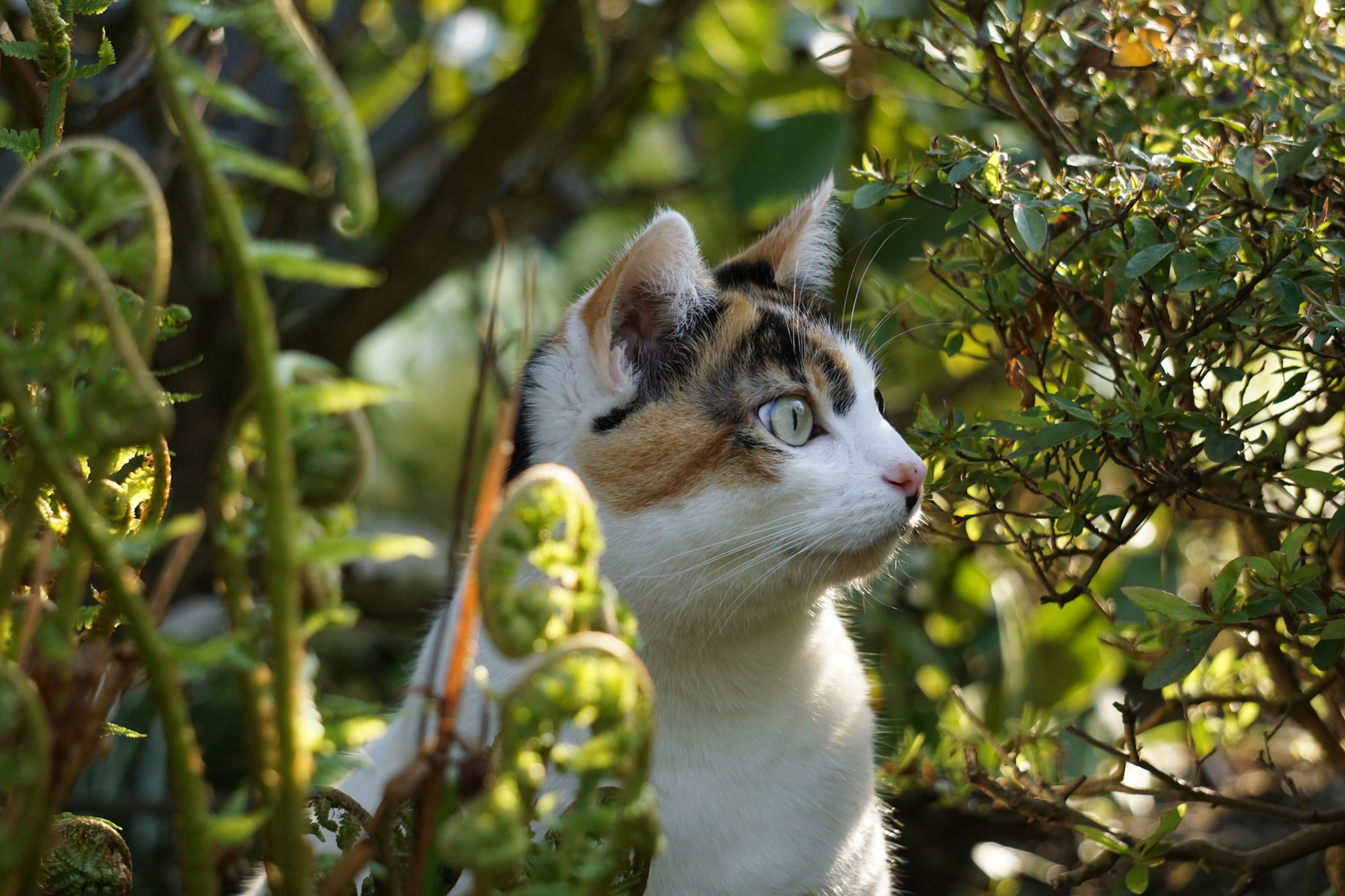 Unsere Katze im Garten